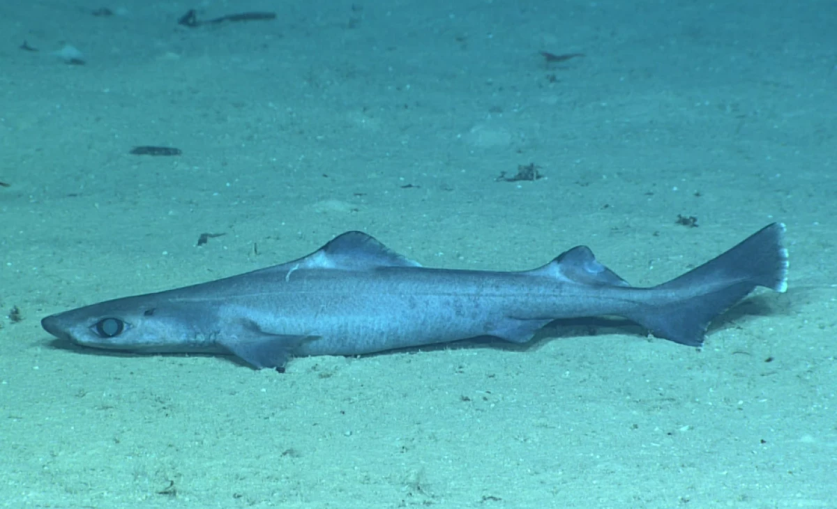 Maldives Reopens Gulper Shark Fishing Under Strict Regulatory Controls