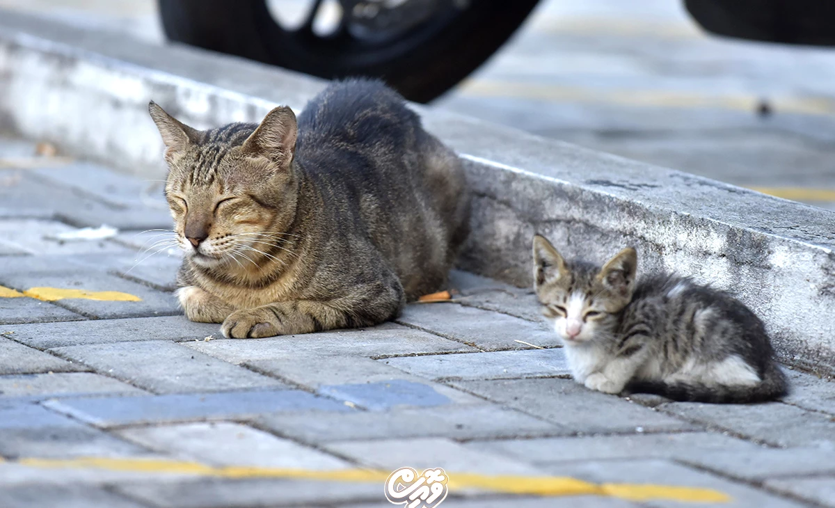 Maldives enacts new animal welfare legislation setting national standards