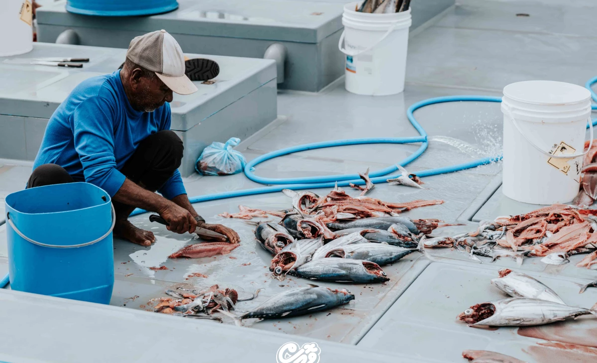 UK tariff suspension could double Maldivian fish export