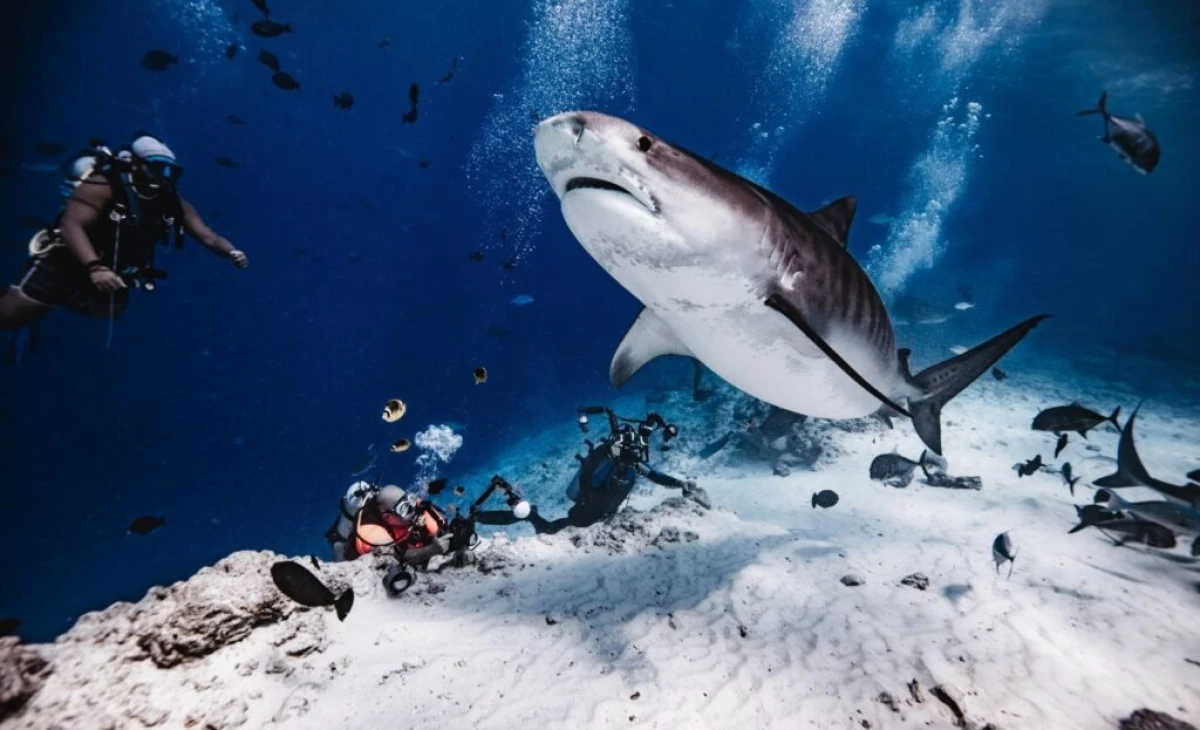 Maldives diving schools post strongest growth in tourism industry